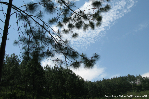 Conviértete en amigo del bosque y contribuye a reforestar Guatemala |  Ecociencia Guatemala | Lucy Calderón | Historias de ciencia, ecología,  salud, tecnología e innovación en Guatemala