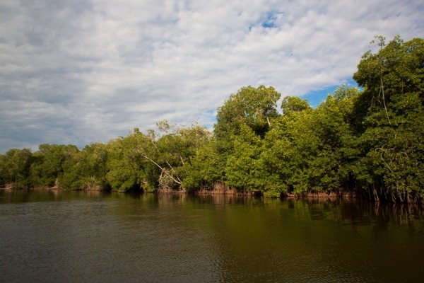 https://www.ecocienciagt.com/sites/www.ecocienciagt.com/files/styles/article/public/images/manchon_guamuchal_conap.jpg?itok=zdCvg5E8