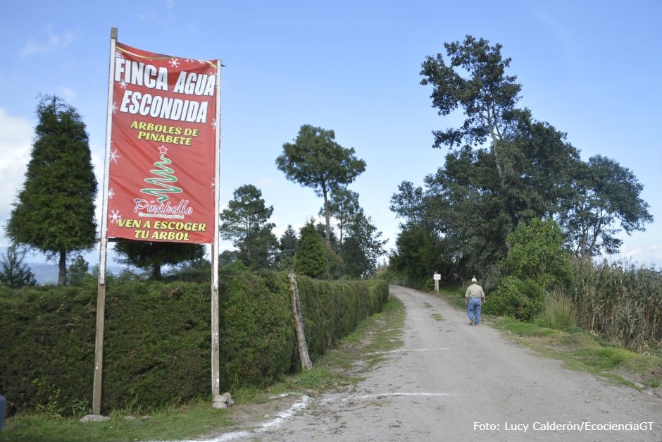 El aroma de la Navidad guatemalteca llega con los pinabetes | Ecociencia  Guatemala | Lucy Calderón | Historias de ciencia, ecología, salud,  tecnología e innovación en Guatemala